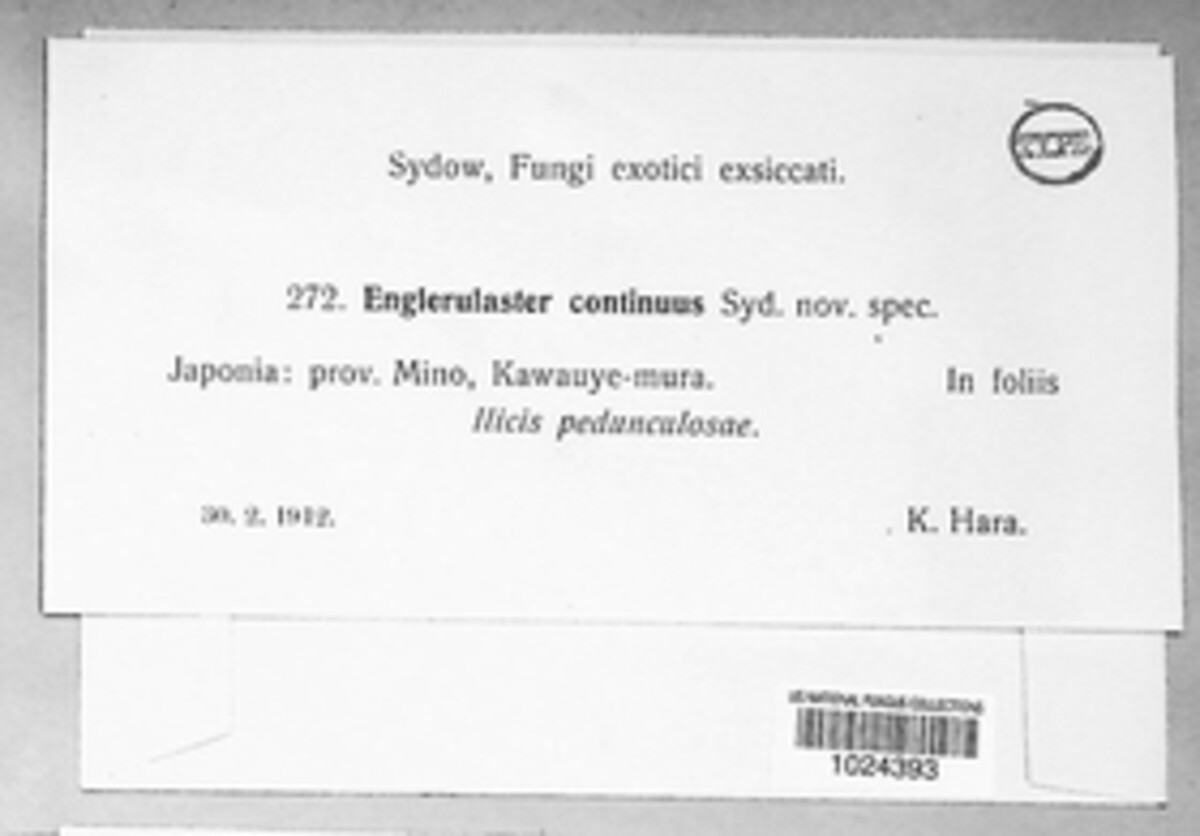 Englera image
